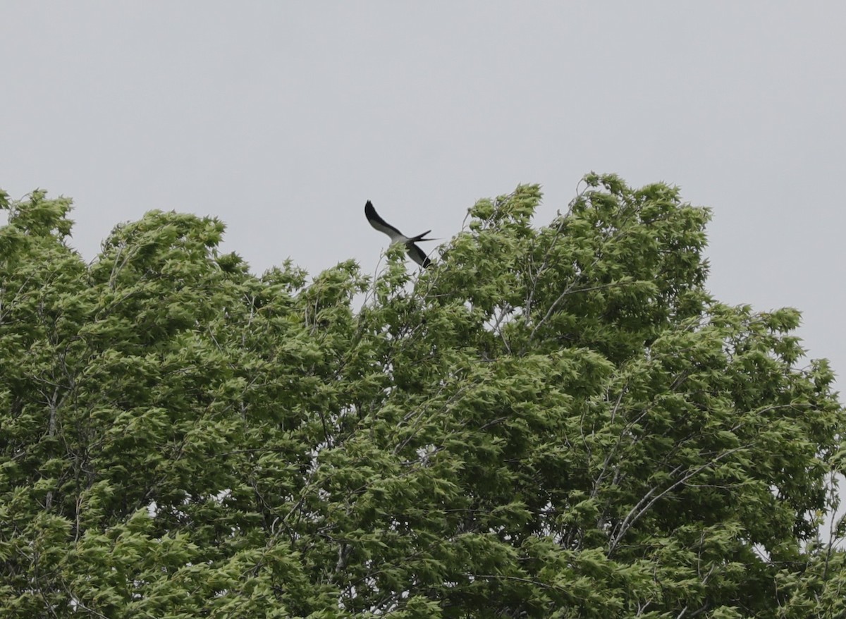 Swallow-tailed Kite - ML618854397