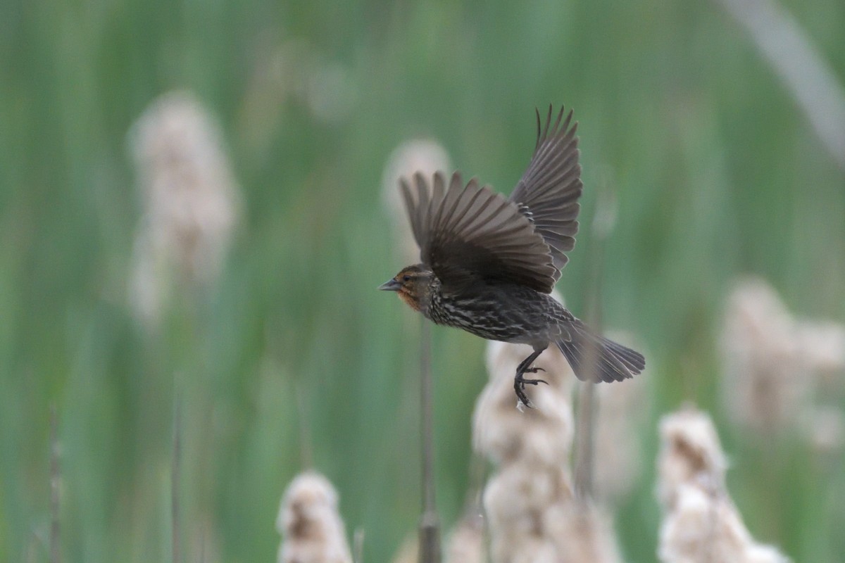 Red-winged Blackbird (Red-winged) - Tom Pirro