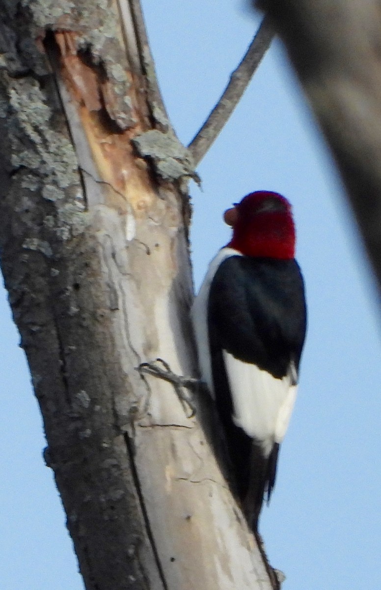 Red-headed Woodpecker - ML618854422