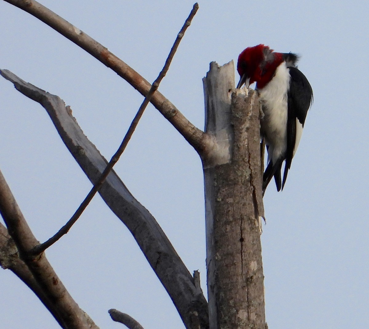 Red-headed Woodpecker - ML618854423