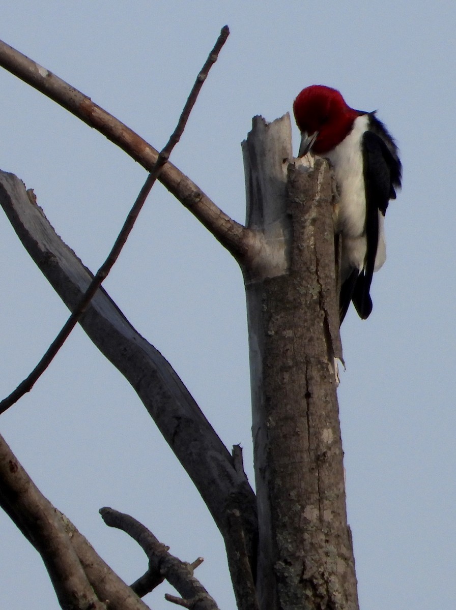 Red-headed Woodpecker - ML618854424