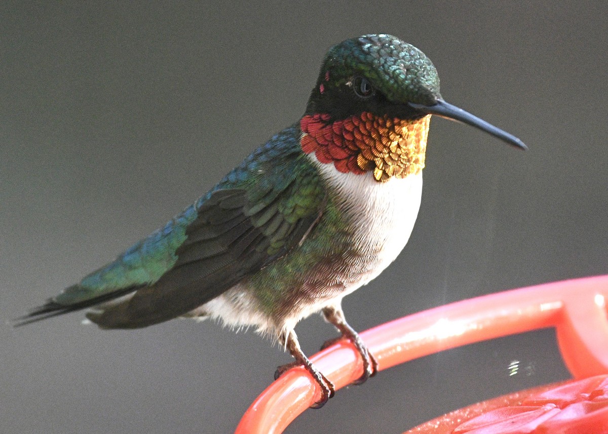 Ruby-throated Hummingbird - Gregory Bozek