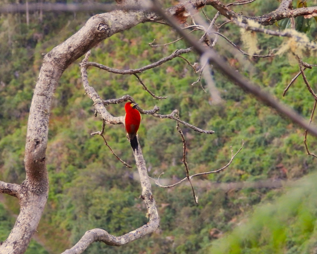 Crimson-mantled Woodpecker - Rommel Chimaico