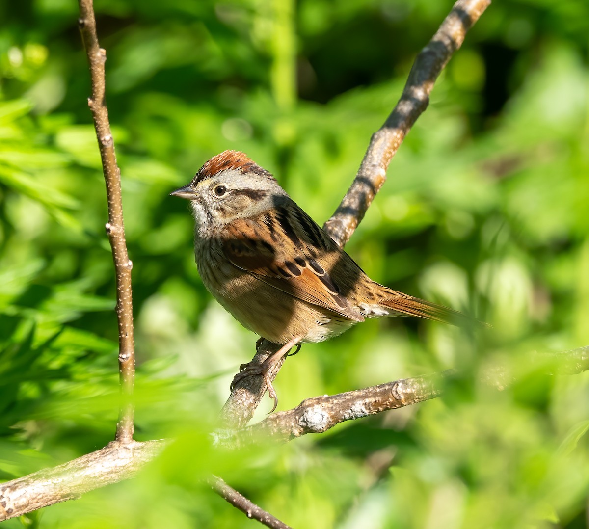 Swamp Sparrow - ML618854456