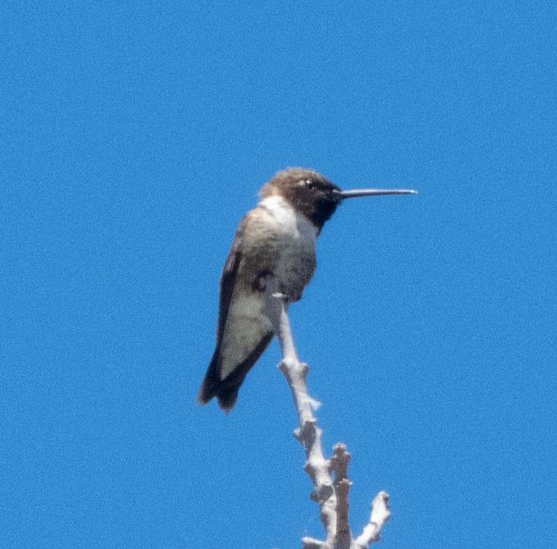 Black-chinned Hummingbird - ML618854475