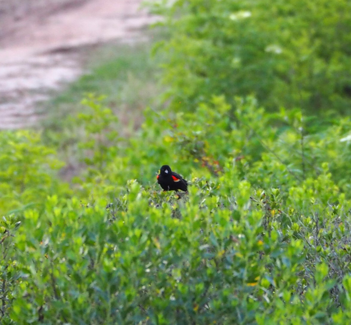 Red-winged Blackbird - ML618854520