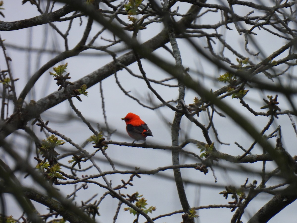 Scarlet Tanager - ML618854551