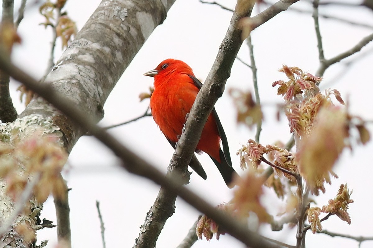 Scarlet Tanager - ML618854558