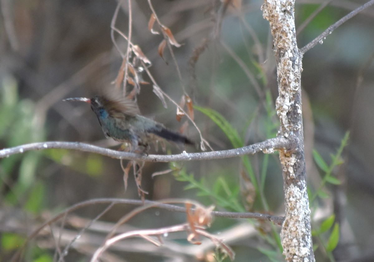 Broad-billed Hummingbird - Maria G. Price