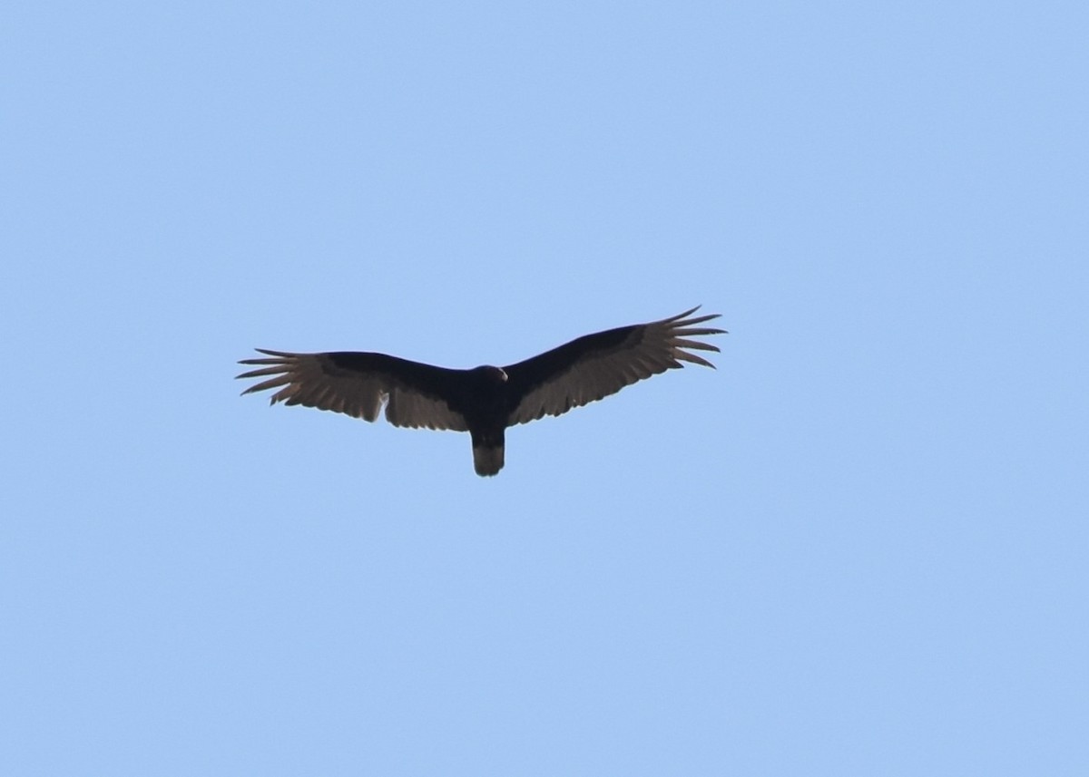Turkey Vulture - ML618854623