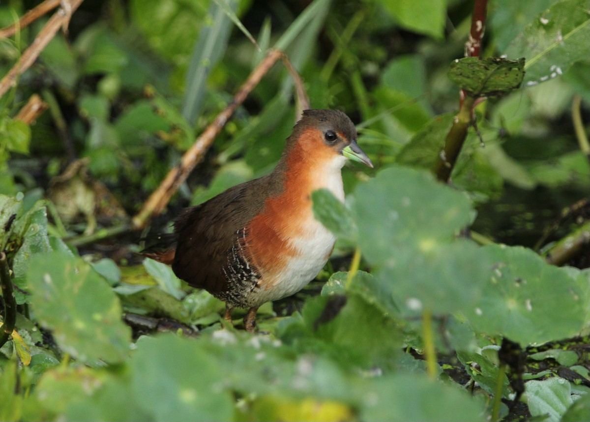 Rufous-sided Crake - Paulo Fagundes