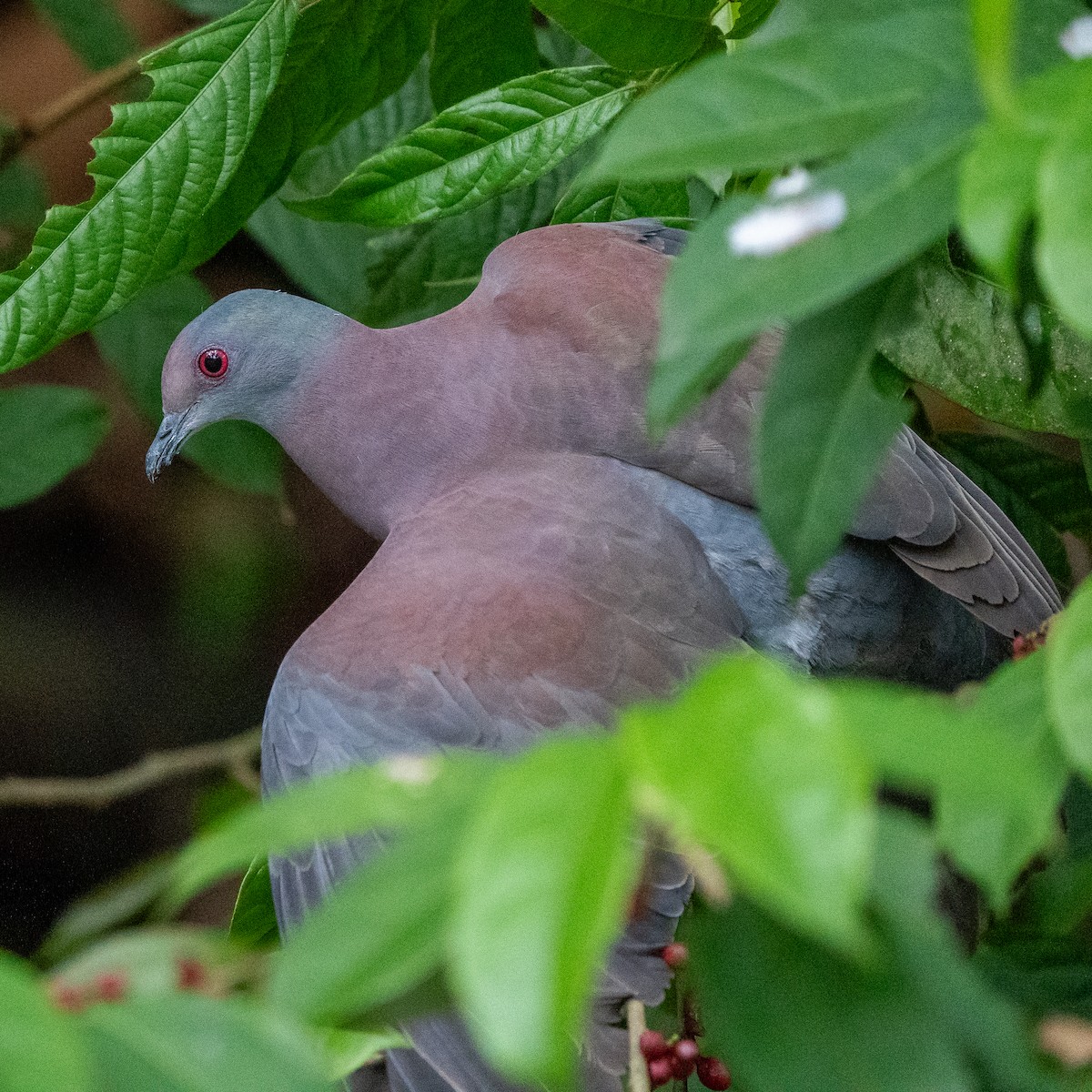 Pale-vented Pigeon - Anthony Batista