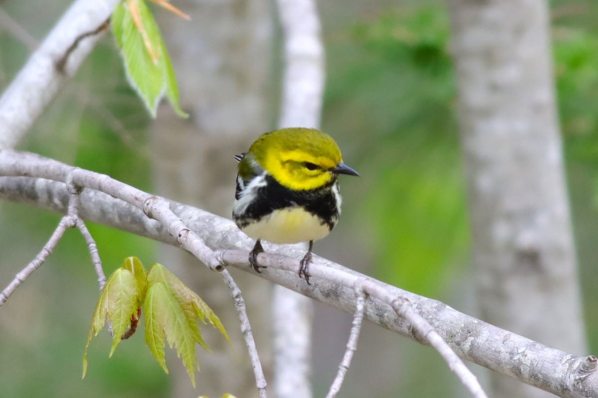 Black-throated Green Warbler - Margaret Viens