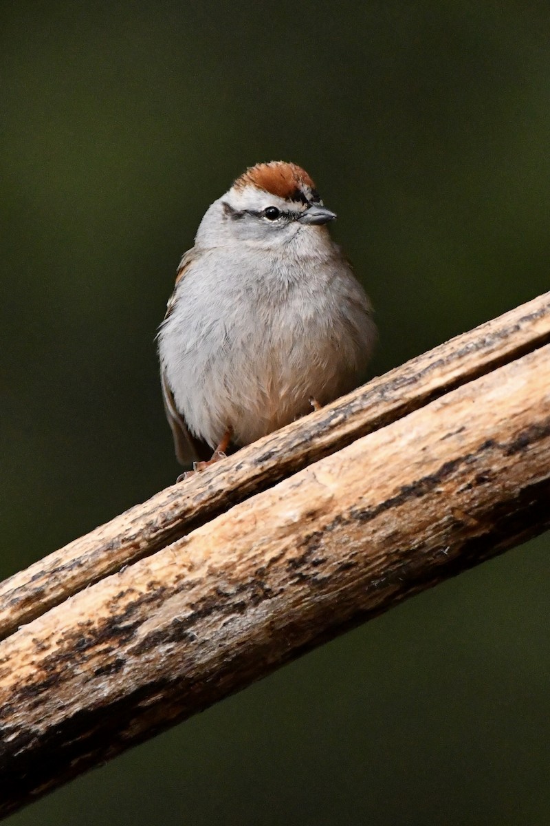 Chipping Sparrow - ML618854672