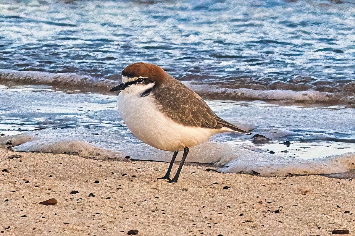 Red-capped Plover - ML618854706