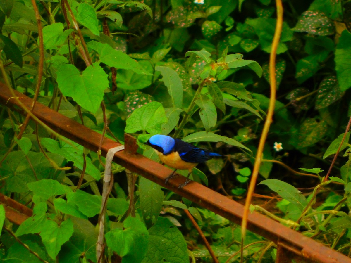 Fawn-breasted Tanager - ML618854716