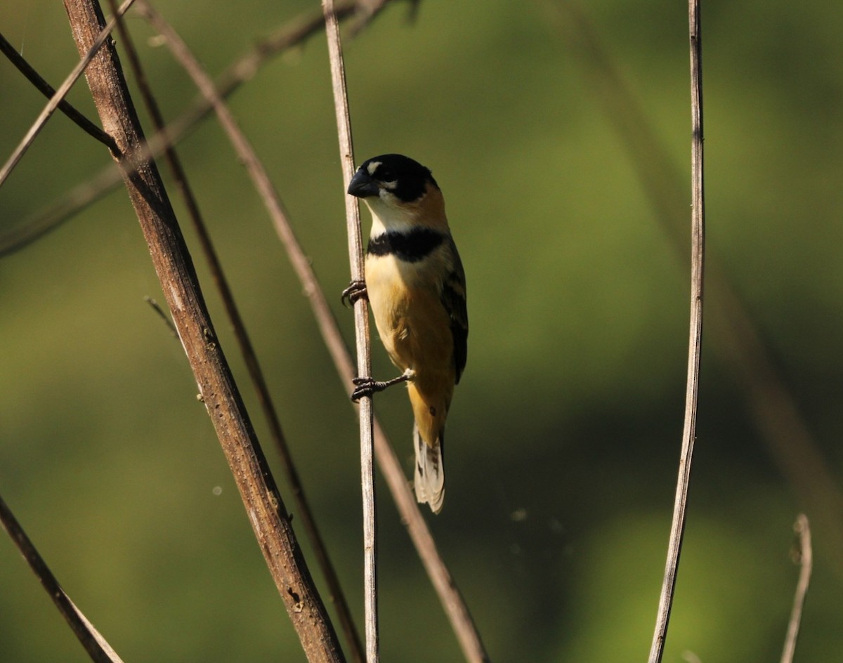 Rusty-collared Seedeater - ML618854719