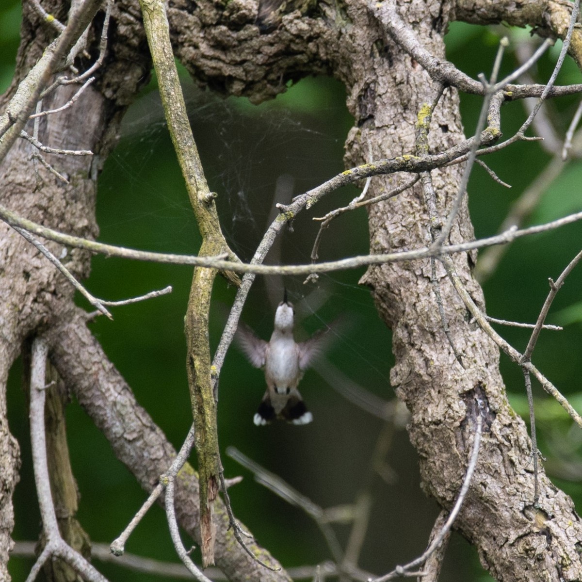 Ruby-throated Hummingbird - William Pixler