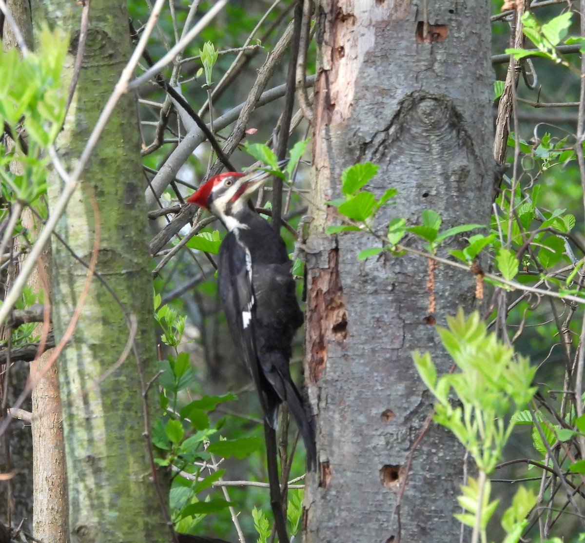 Pileated Woodpecker - George Ford