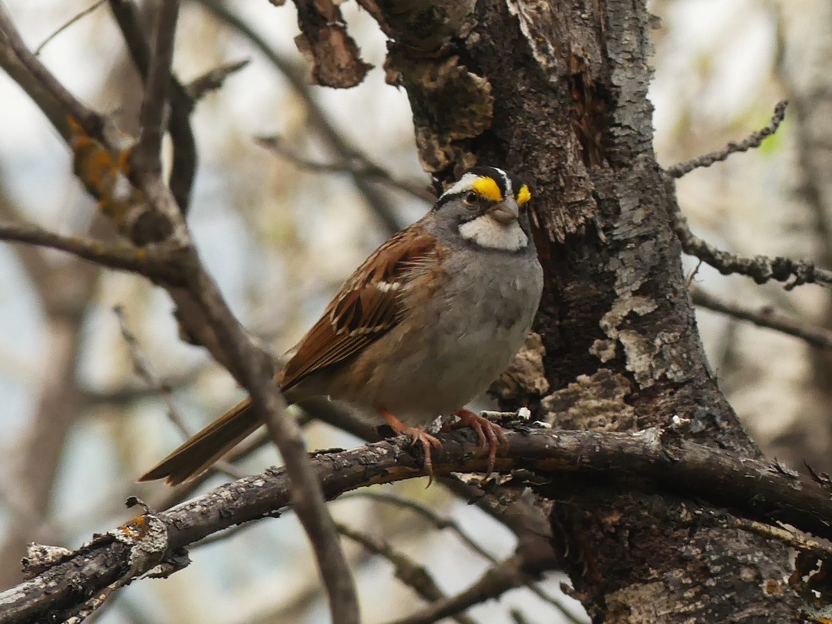 White-throated Sparrow - Vincent  T Cottrell