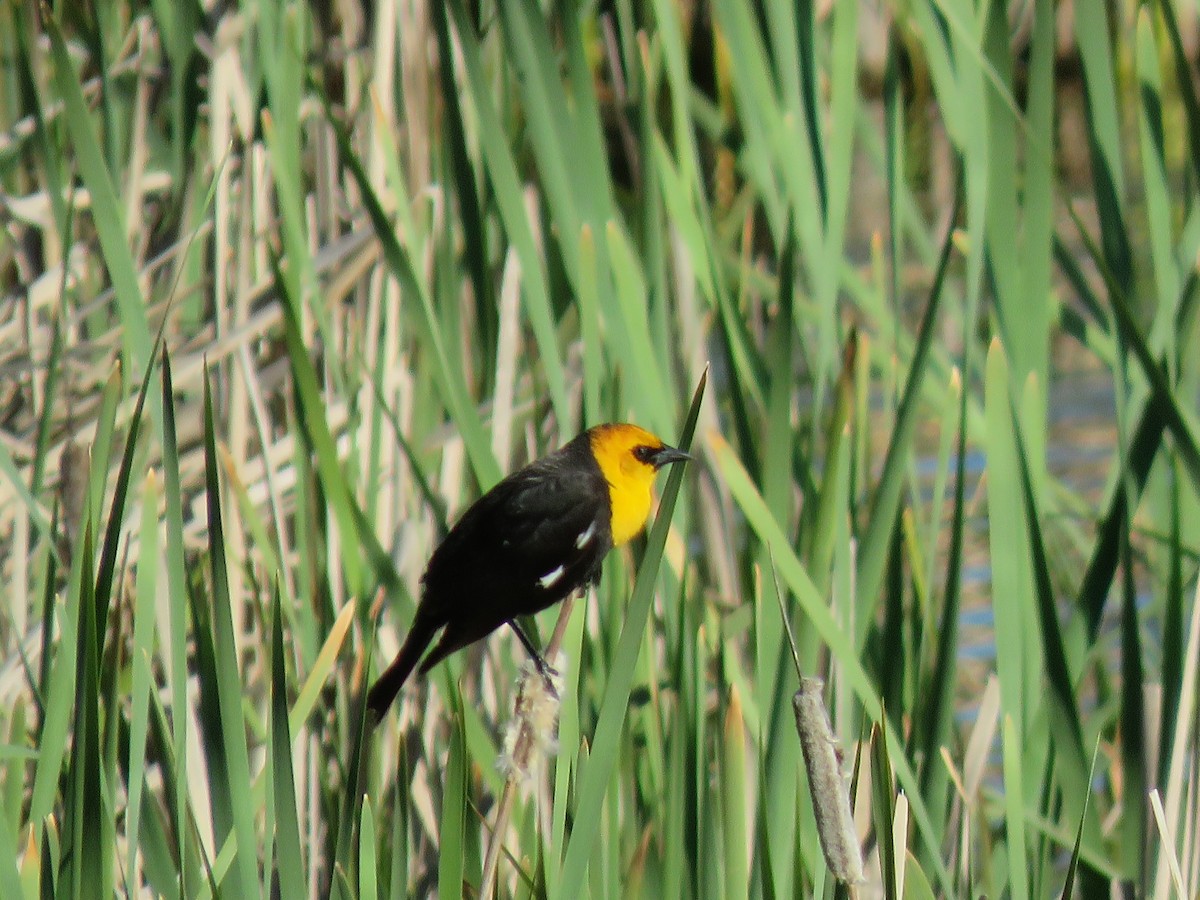 Yellow-headed Blackbird - Bea Harrison