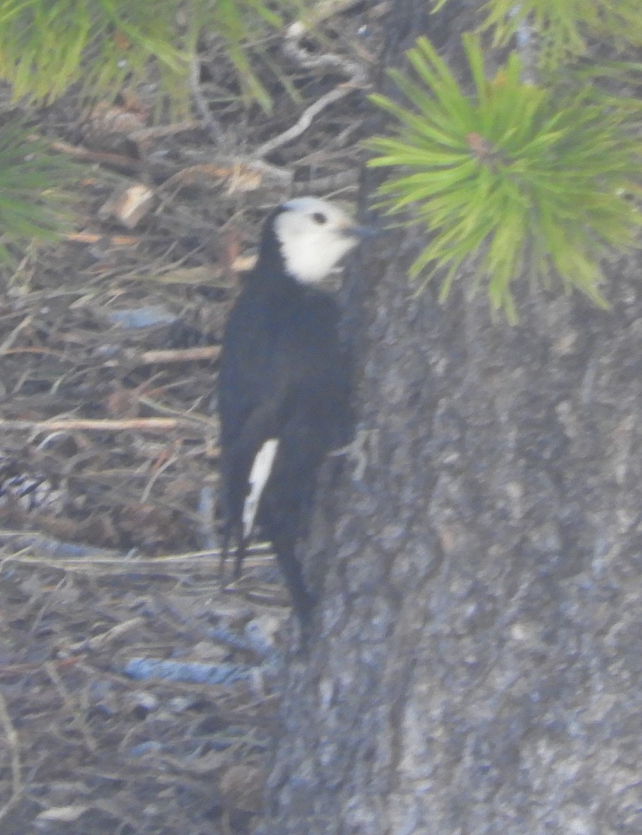 White-headed Woodpecker - ML618854776