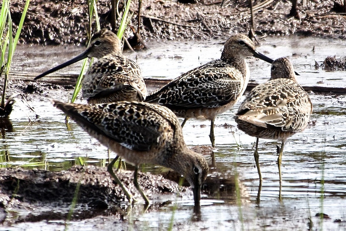 Long-billed Dowitcher - ML618854782