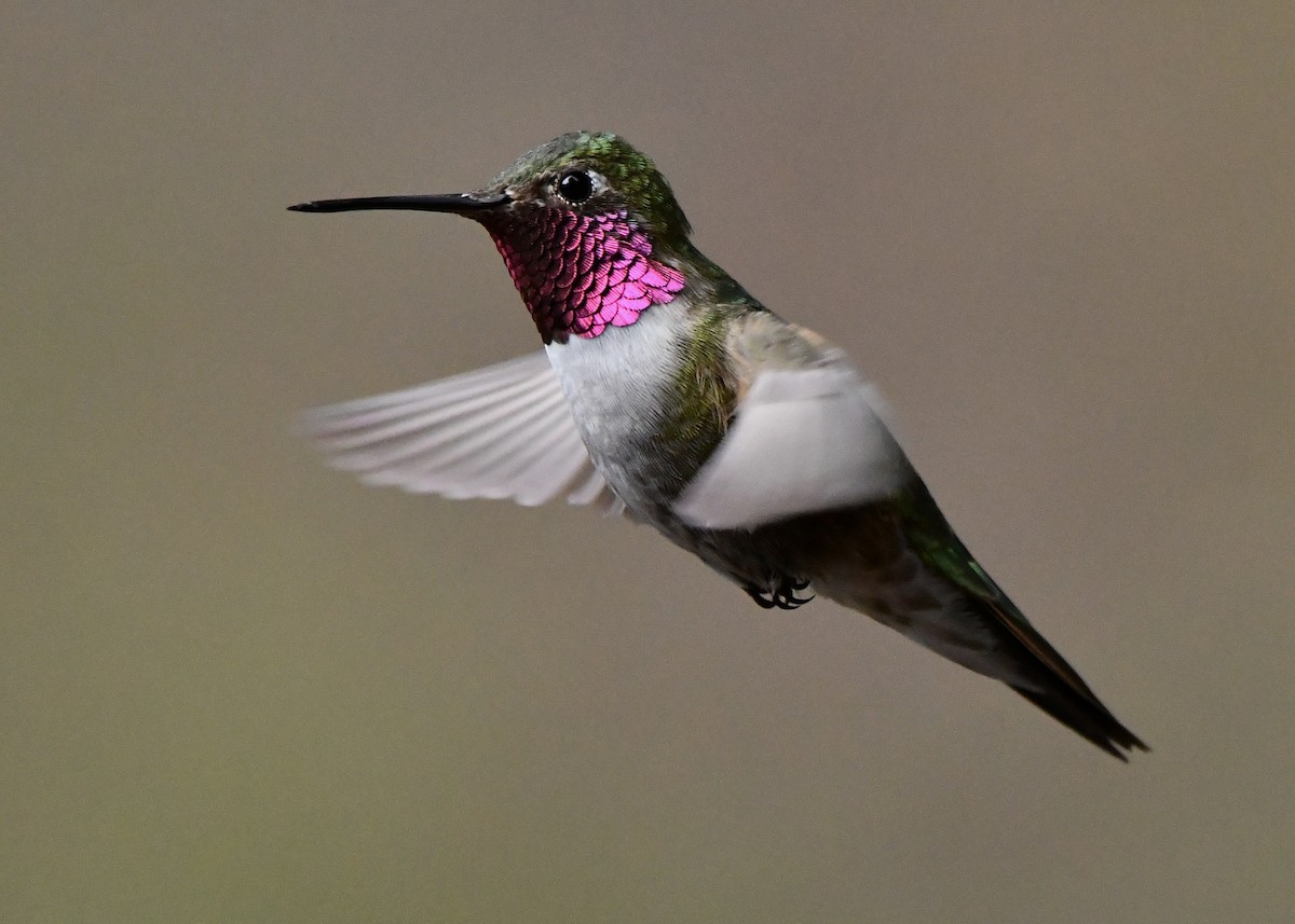 Broad-tailed Hummingbird - ML618854786