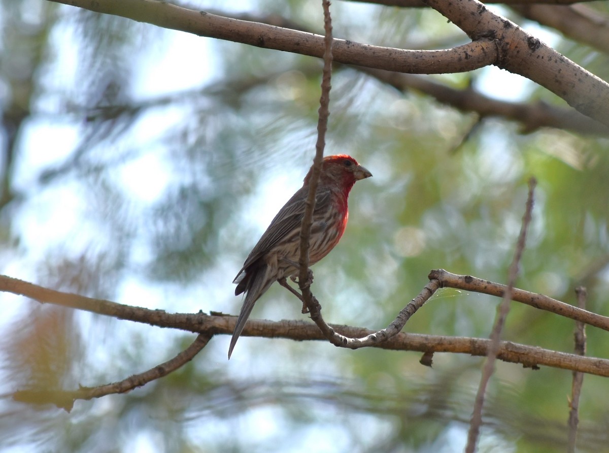 House Finch - Maria G. Price