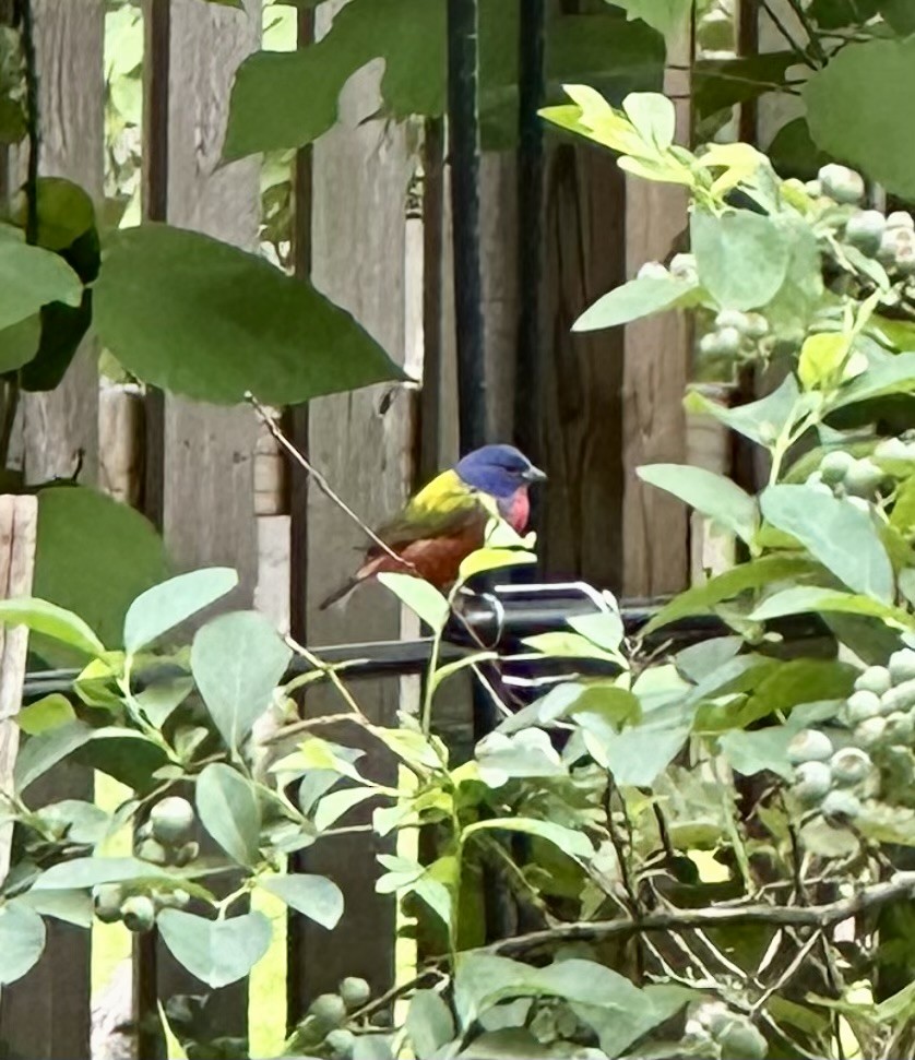 Painted Bunting - ML618854791