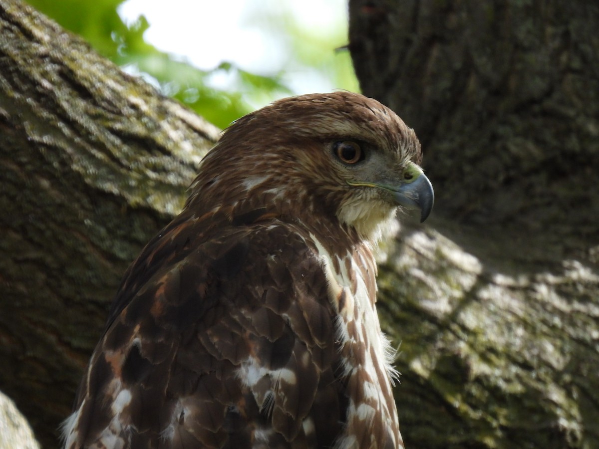 Red-tailed Hawk - ML618854794