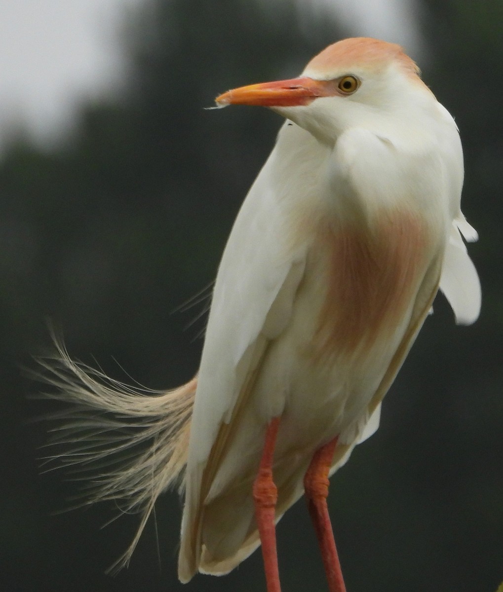 Египетская цапля (ibis) - ML618854817