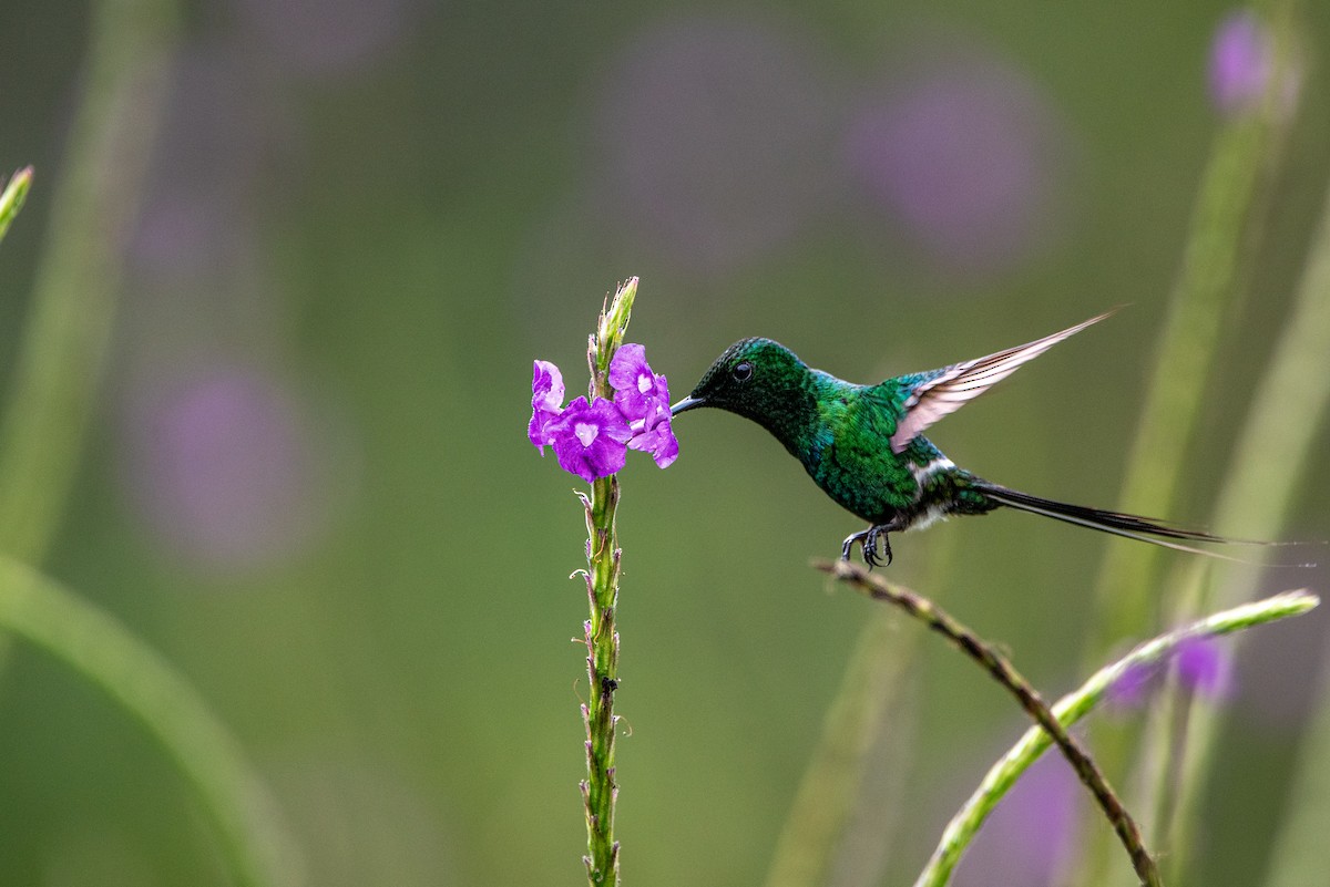 kolibřík trnoocasý - ML618854818