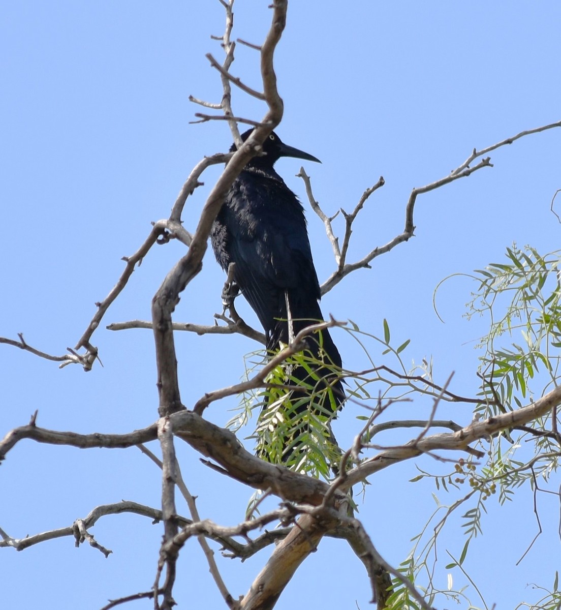 Great-tailed Grackle - ML618854834