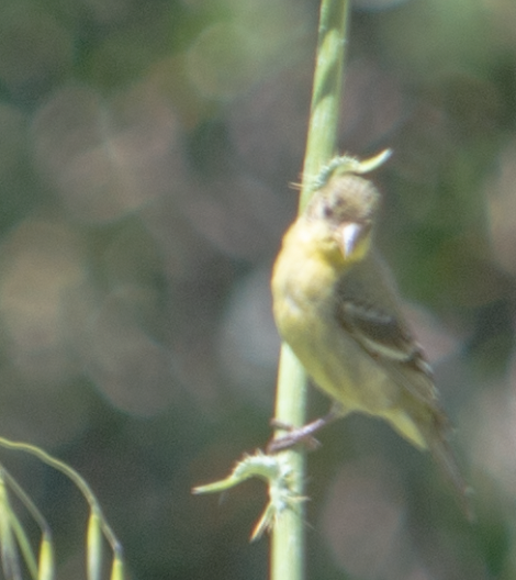 Lesser Goldfinch - kathy eder