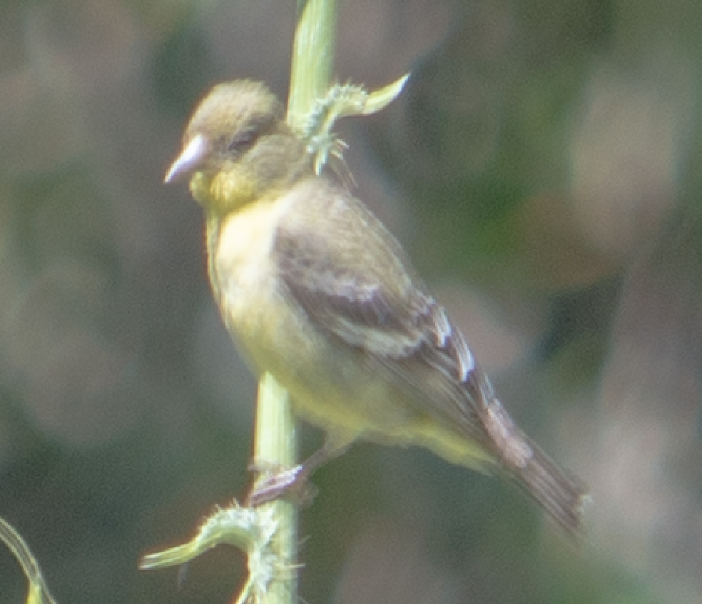 Lesser Goldfinch - kathy eder