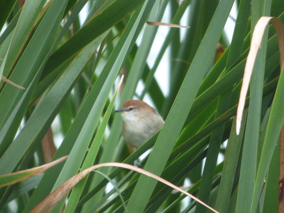 Yellow-chinned Spinetail - ML618854865