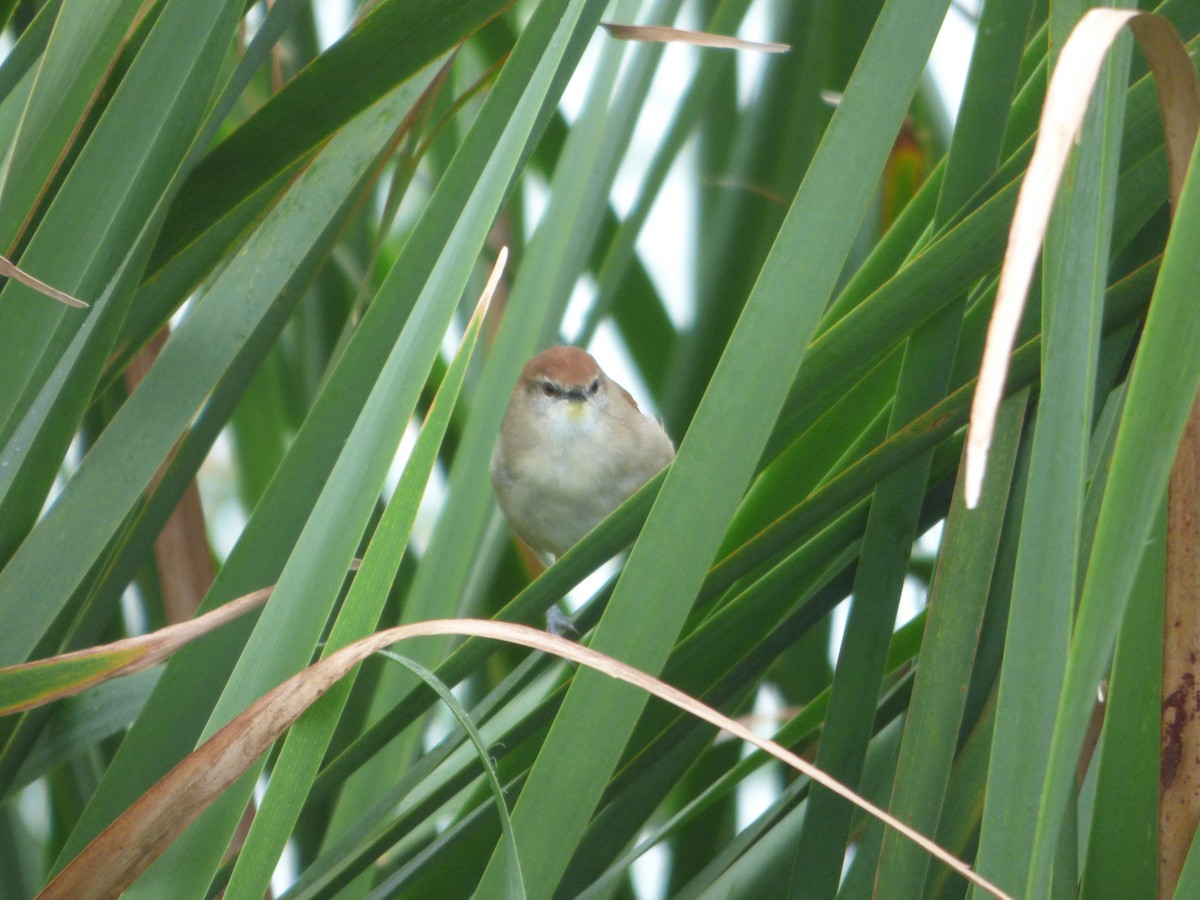 Yellow-chinned Spinetail - ML618854866