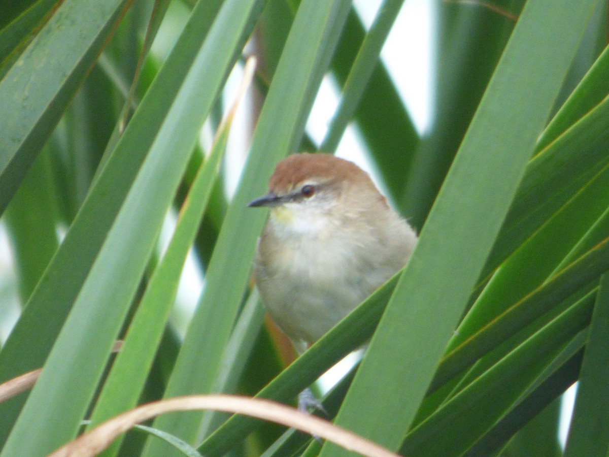 Yellow-chinned Spinetail - ML618854868