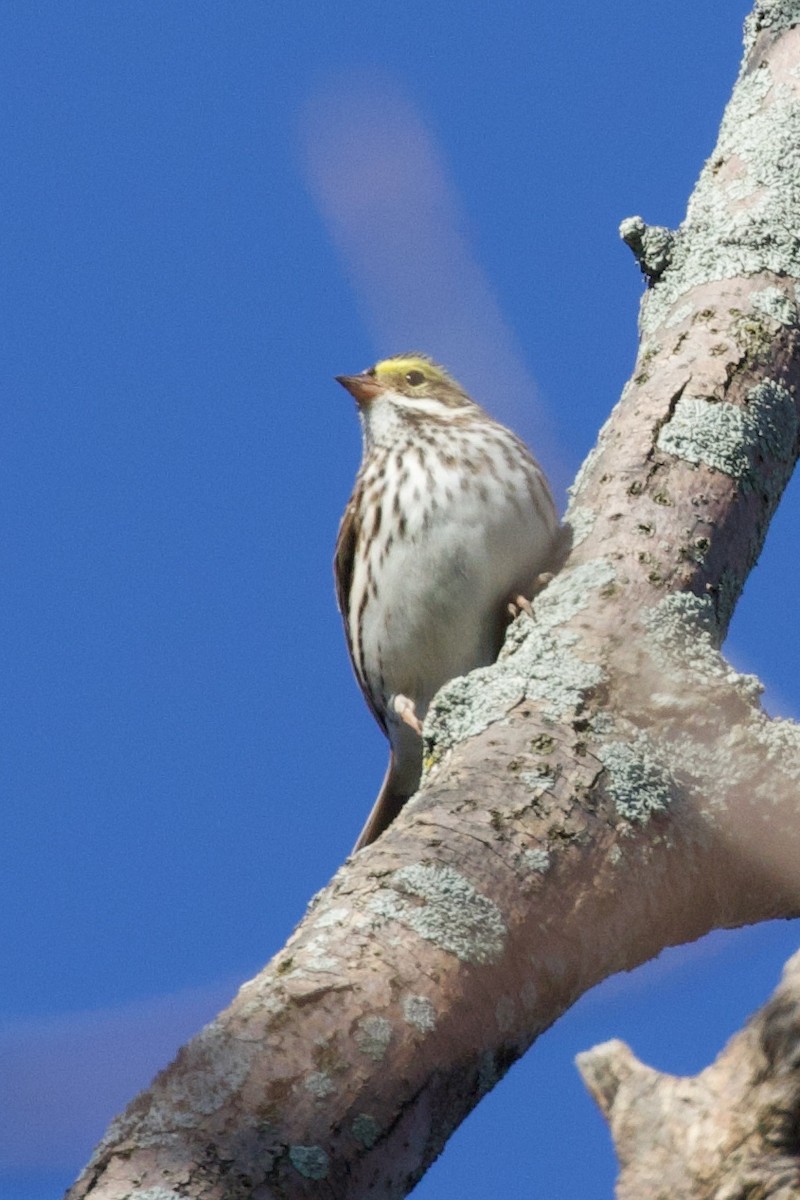 Savannah Sparrow - ML618854882