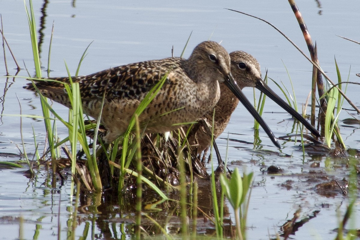 Long-billed Dowitcher - ML618854930