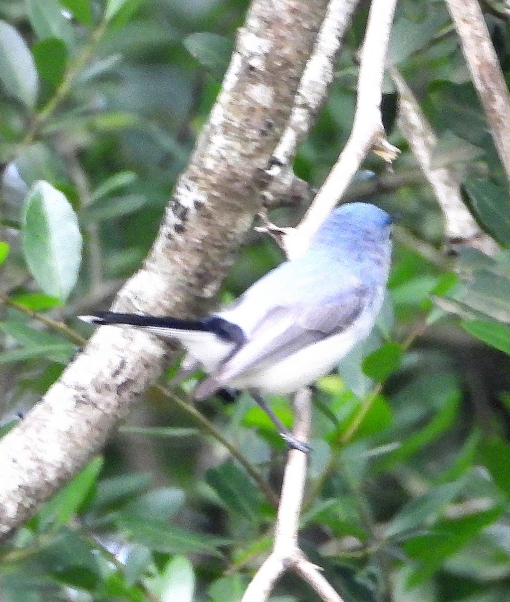 Blue-gray Gnatcatcher - ML618854961