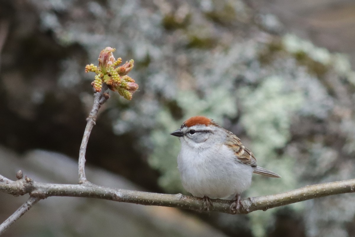 Chipping Sparrow - ML618854972