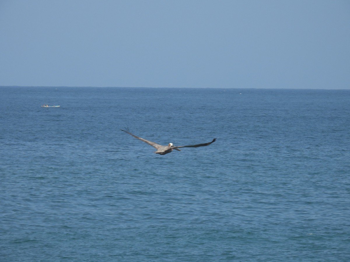 pelikán hnědý - ML618854982