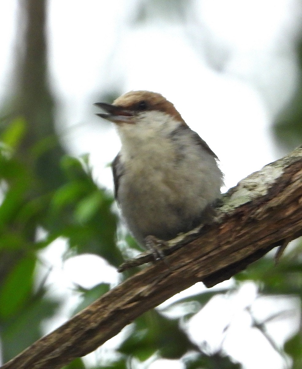 Brown-headed Nuthatch - Jay Huner