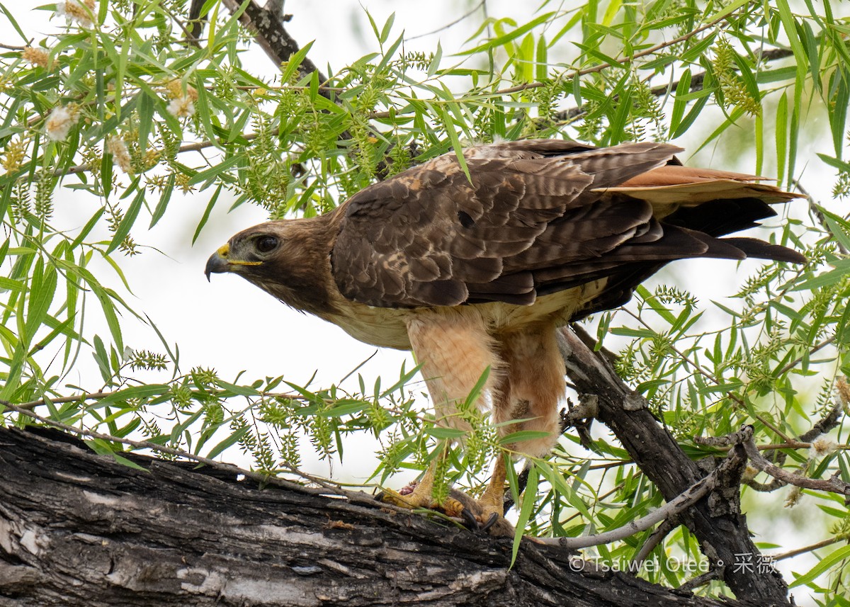 Red-tailed Hawk - ML618854997
