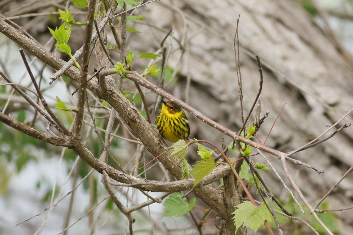 Cape May Warbler - ML618855080