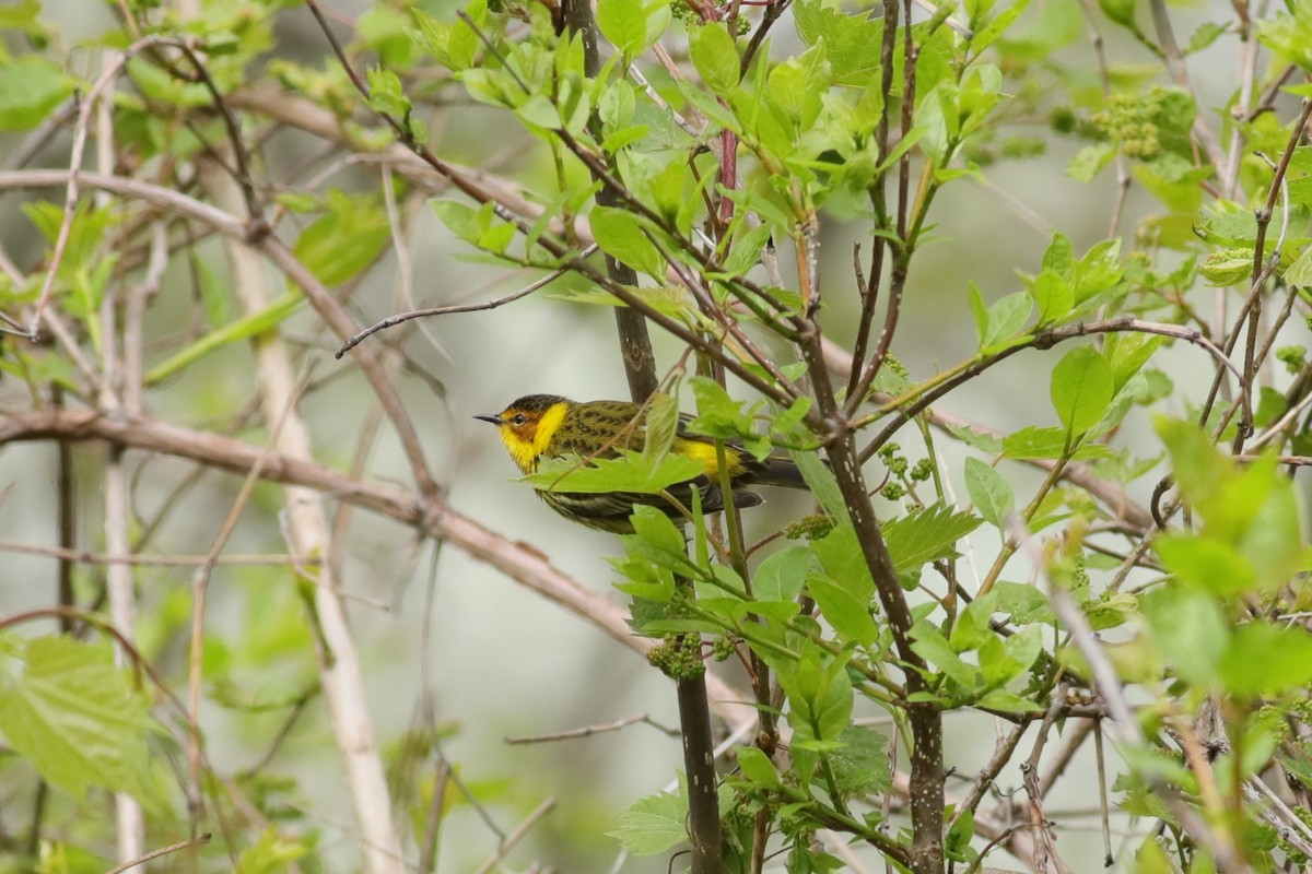 Cape May Warbler - ML618855082