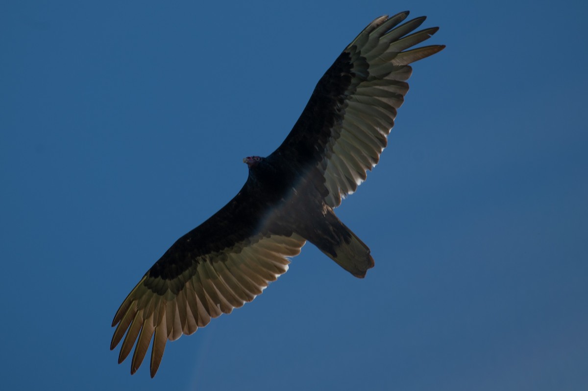 Turkey Vulture - William Pixler