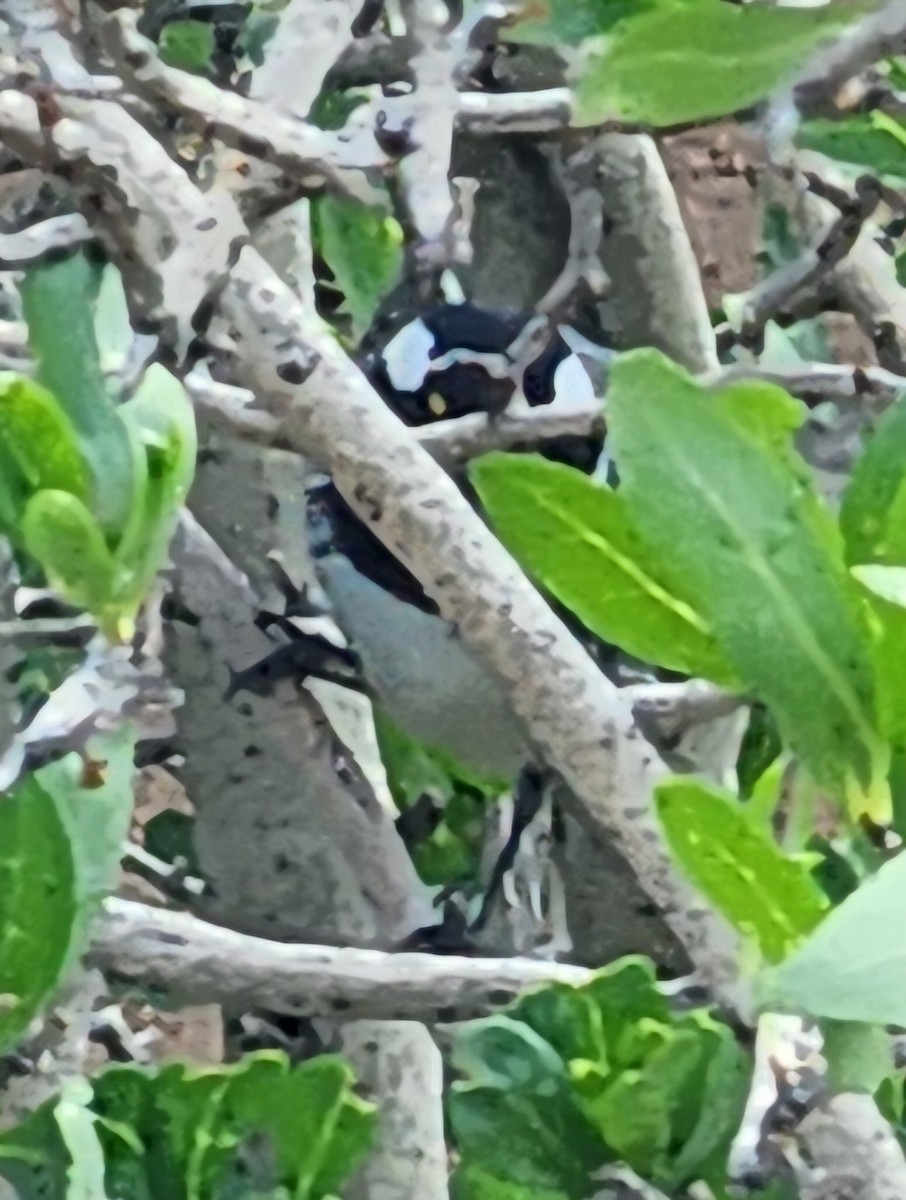 Black-throated Gray Warbler - ML618855085